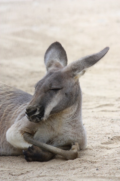 animal017