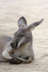 animal017