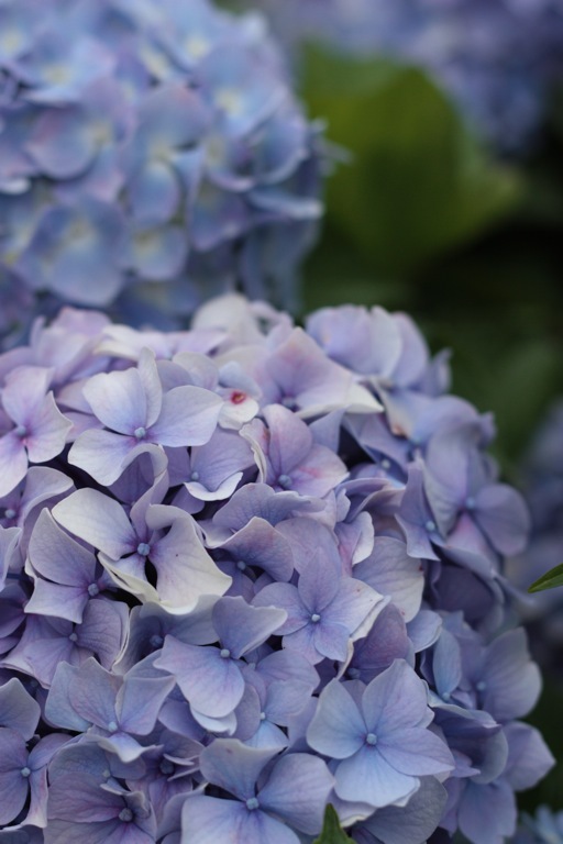 plant012