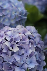plant012
