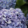 plant012