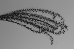 plant005