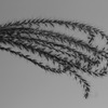 plant005