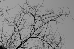 plant006