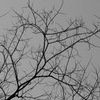 plant006