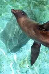 animal019