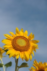 plant002
