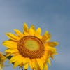 plant002