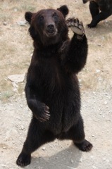 animal008