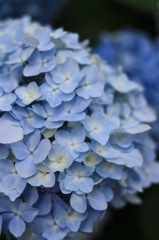 plant014