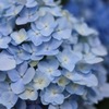 plant014