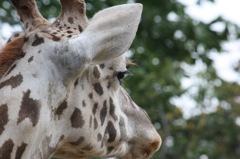 animal018