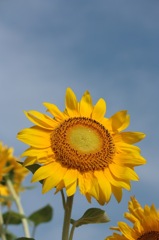 plant003