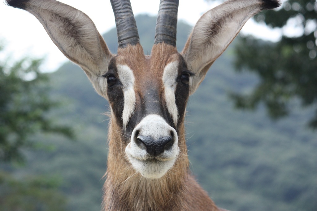 animal002