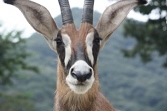 animal002