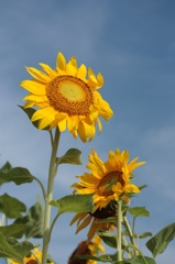 plant004
