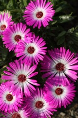 plant018
