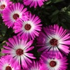 plant018