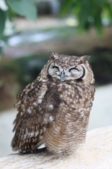 animal027