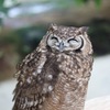 animal027