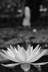 plant017