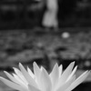 plant017