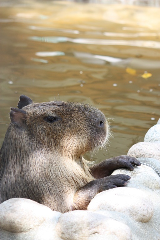animal015