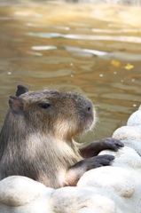 animal015