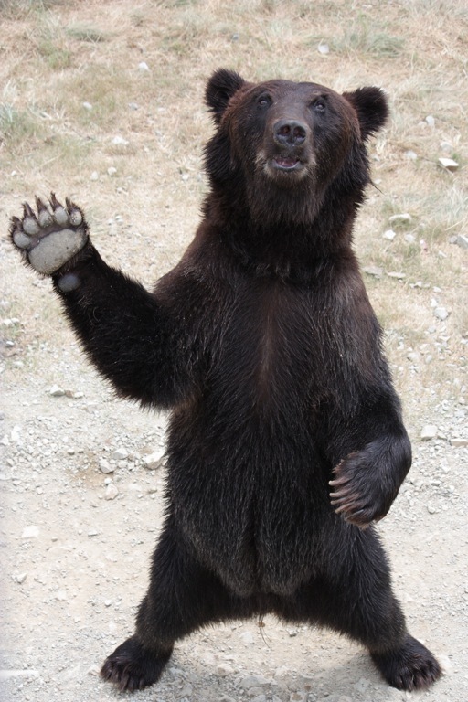animal005
