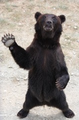 animal005