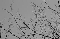 plant009