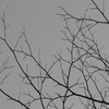 plant009