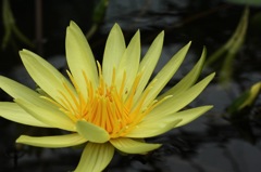 plant016