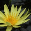 plant016
