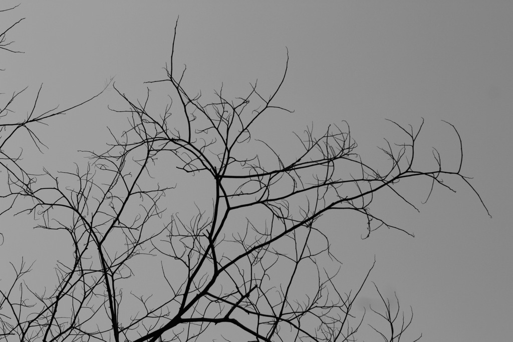 plant007