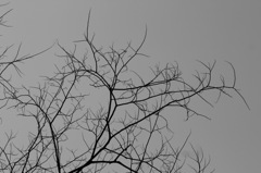 plant007