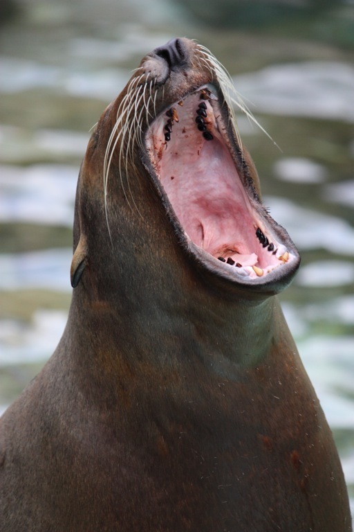 animal020