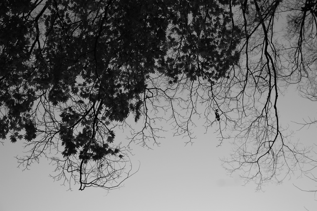 plant011