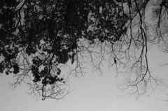 plant011