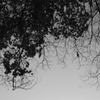 plant011