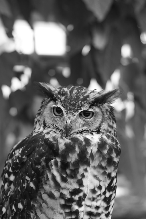 animal028