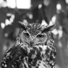 animal028