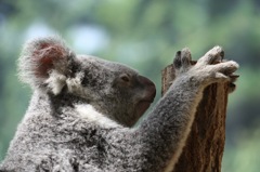 animal023