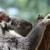 animal023