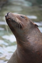 animal021