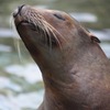 animal021