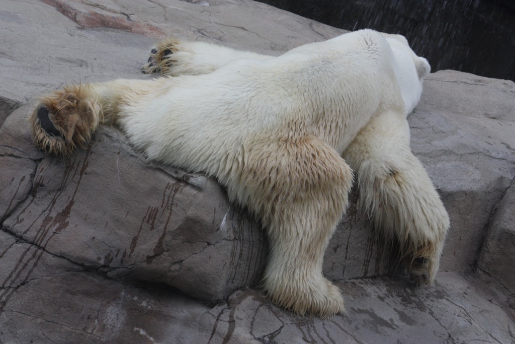 animal022