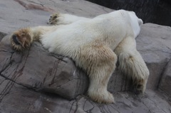 animal022