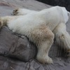animal022