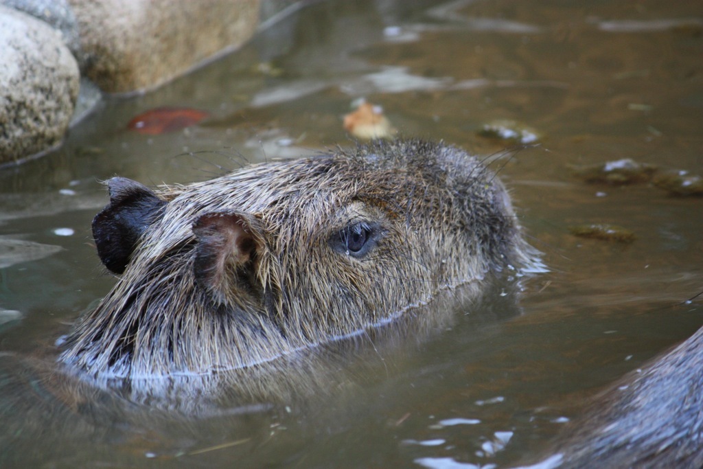 animal024